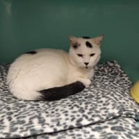 Sashimi PAB28547, chat à adopter