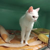 Volga PAB28548, chatte à adopter