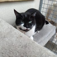 Vanille PAB28541, chatte à adopter