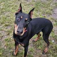 VALKI, chienne à adopter