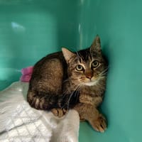 BALOU OU BEAUTE, chatte à adopter
