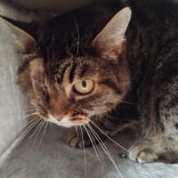 Oria PAB28550, chatte à adopter