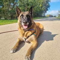 Kaz, chien à adopter