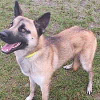 ODIN, chien à adopter