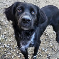 Malco, chien à adopter