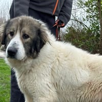 ATHENA, chienne à adopter