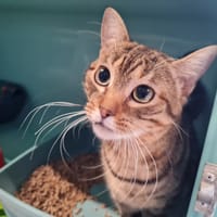 PATAPOUF (promis), chat à adopter