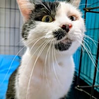 CHARLY, chat à adopter