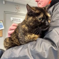 MISS, chatte à adopter