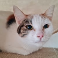 VANILLE (promise), chatte à adopter