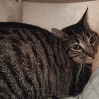 Julie PAB28540, chatte à adopter