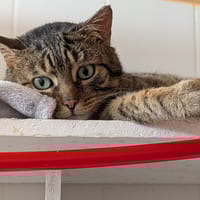 SPAROW / déjà promis, chat à adopter