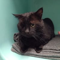 Rambo PAB28538, chat à adopter