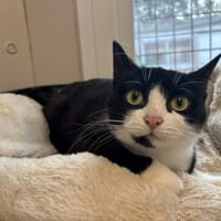 Pantoufle, chatte à adopter