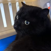 MARIO, chat à adopter