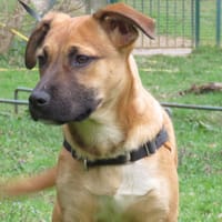 NARUTO, chien à adopter