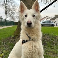 SNOW, chienne à adopter