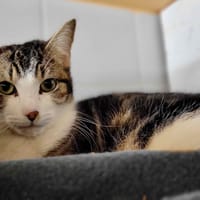 POUTCHI, chat à adopter