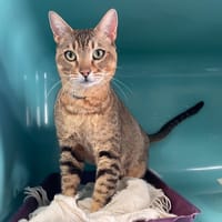 SUMO, chat à adopter