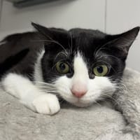 Panda, chatte à adopter