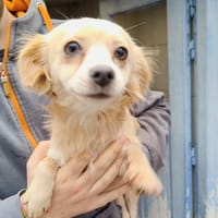 BRUCE, chien à adopter