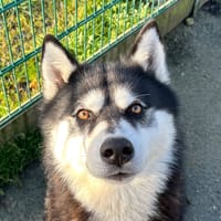 Vasco, chien à adopter