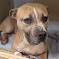 DUNE, chien à adopter