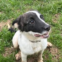 NOVA, chienne à adopter