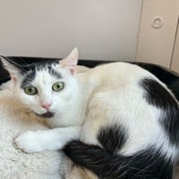 Star, chatte à adopter
