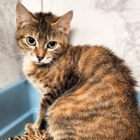 peche, chatte à adopter