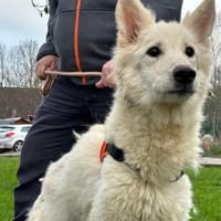 TULIPE, chienne à adopter