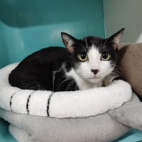 Charly (PROMIS), chat à adopter