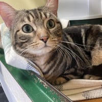 PELUCHE PROMIS, chat à adopter