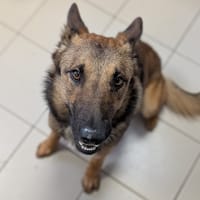 URSULLO, chien à adopter