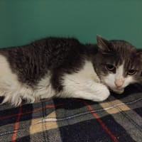 Pouyou  PAB28546, chat à adopter