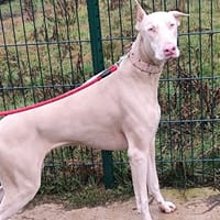 UTAH, chienne à adopter