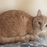 SPARTACUS CHA, chat à adopter