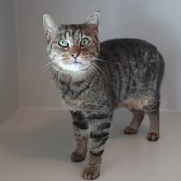 TIGROU, chat à adopter