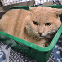 PROSPER, chat à adopter