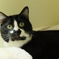 BRAVO PAB28528, chat à adopter