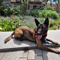 NOUCHKA, chienne à adopter