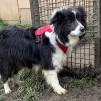 SLASH, chien à adopter