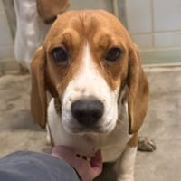 ABBY, chienne à adopter