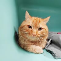 ASTRO PAB28495, chat à adopter