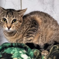 melba, chatte à adopter