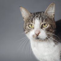 TOBY, chat à adopter