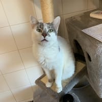 Yoko, chatte à adopter