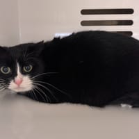 DOMI, chatte à adopter