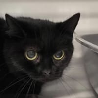 PRUNE, chatte à adopter