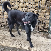 MARIN, chien à adopter